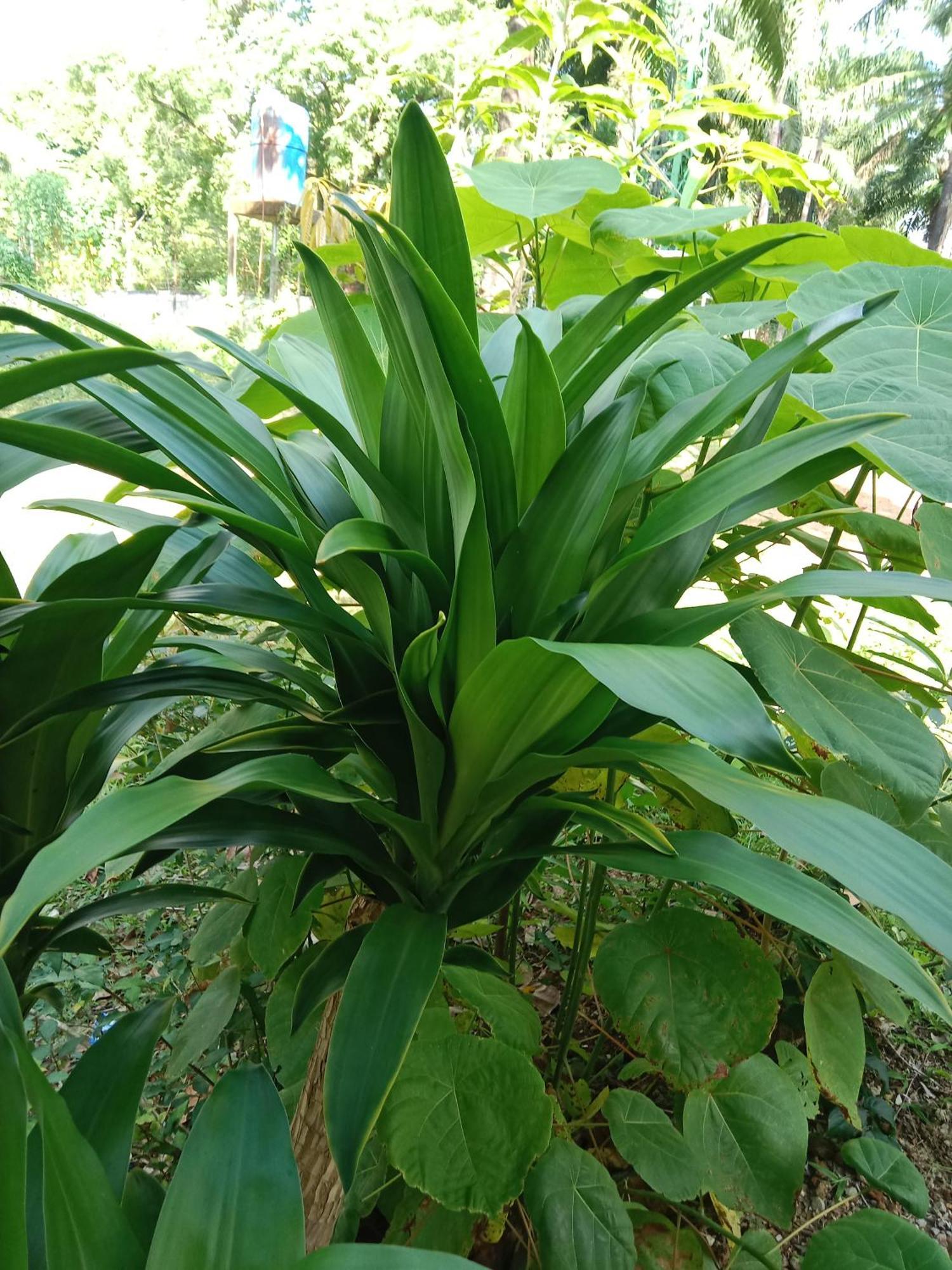 Som Palmgarden Hotel Koh Lanta Ngoại thất bức ảnh