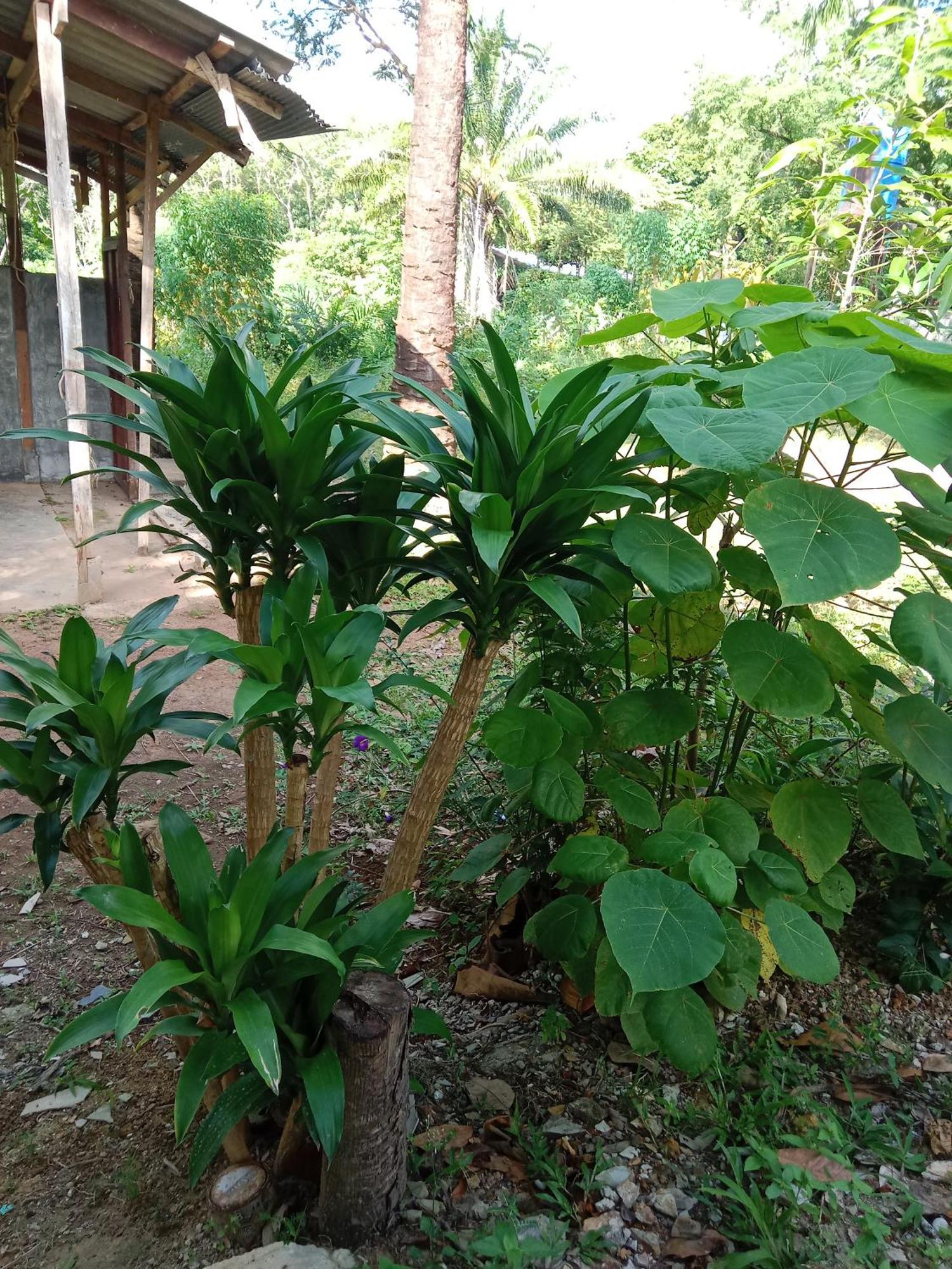 Som Palmgarden Hotel Koh Lanta Ngoại thất bức ảnh
