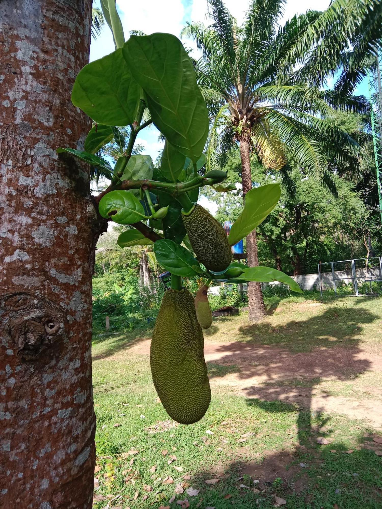 Som Palmgarden Hotel Koh Lanta Ngoại thất bức ảnh