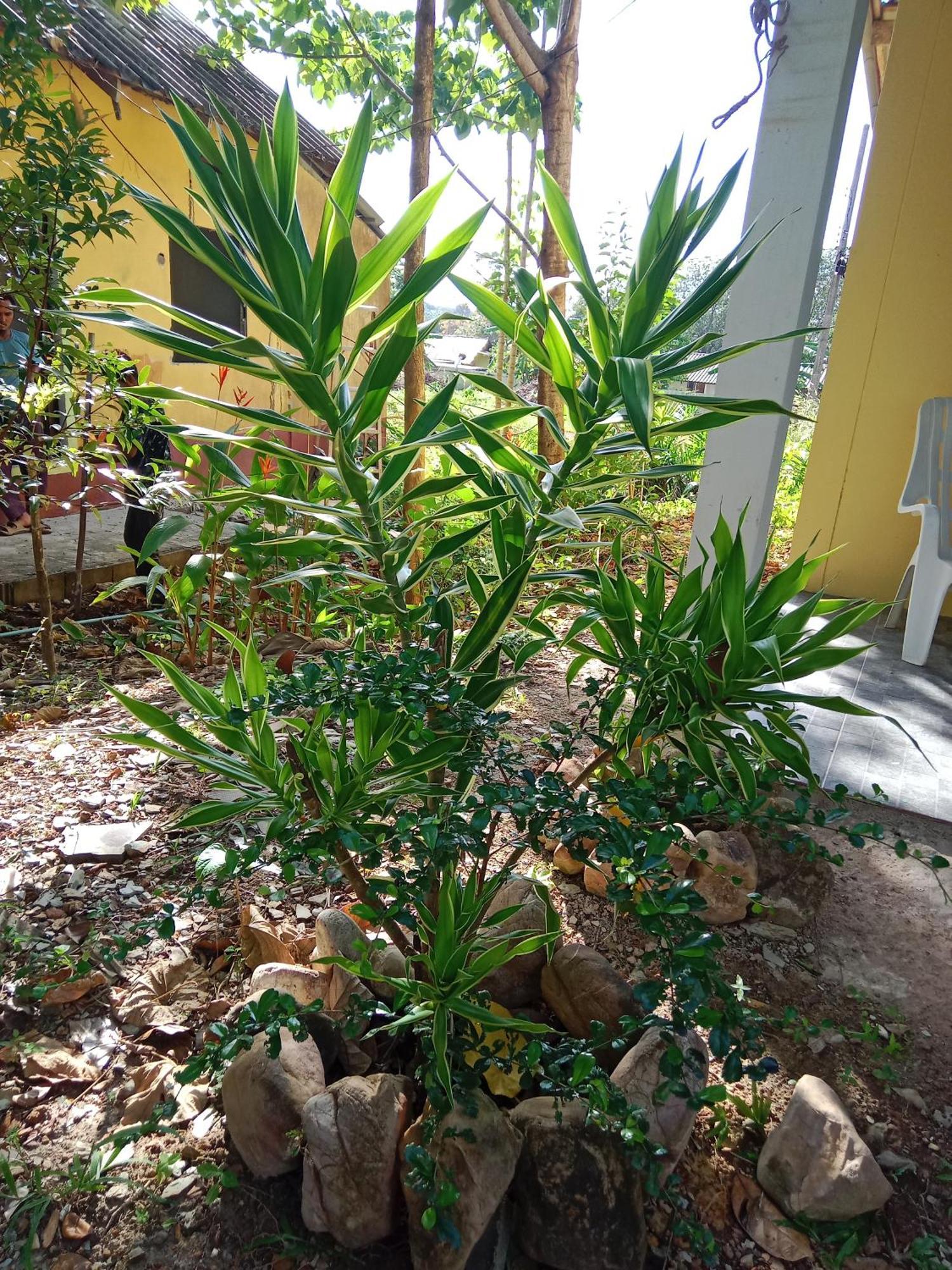 Som Palmgarden Hotel Koh Lanta Ngoại thất bức ảnh
